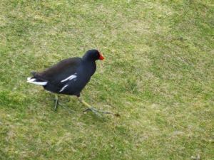 Ok, so this is a Moorhen and not a Robin, but I'm strangely obsessed with the weirdness of these birds